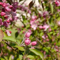 Pink Blossoms in 3 Color Spaces